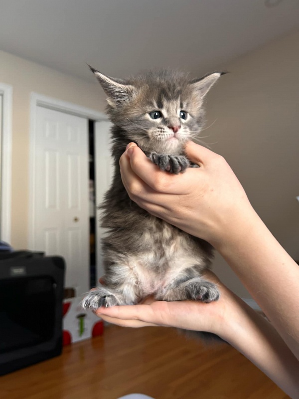 Ulvgard Monterini - Kitten maine-coon 4 weeks