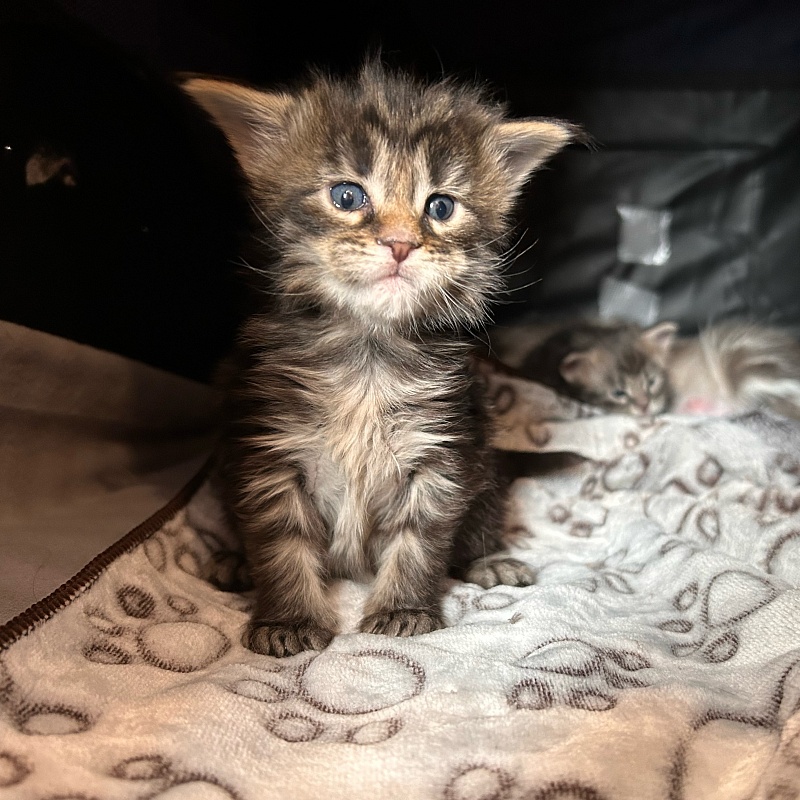 Umber Monterini - Kitten maine-coon 3 weeks