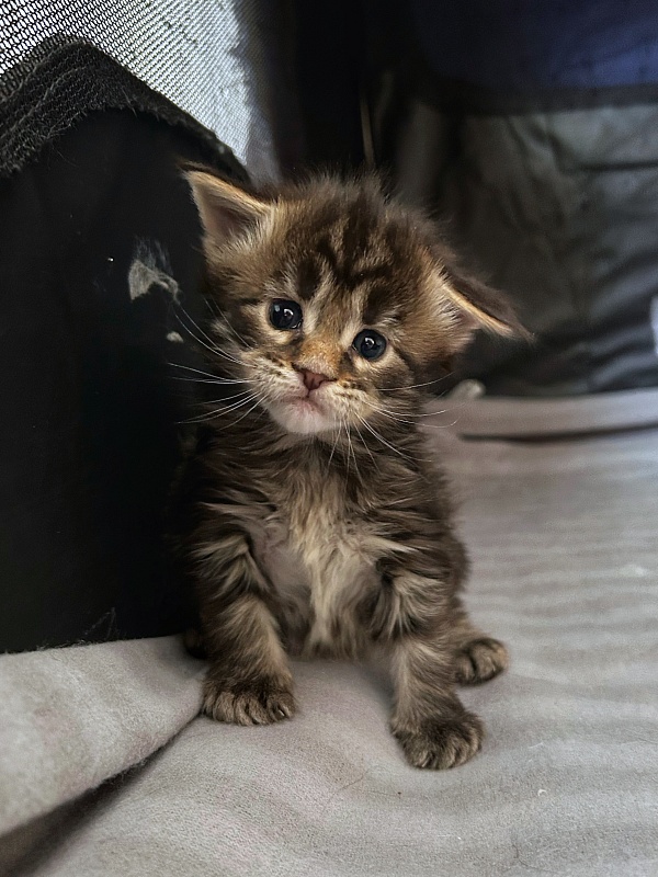 Umber Monterini - Kitten maine-coon 3 weeks