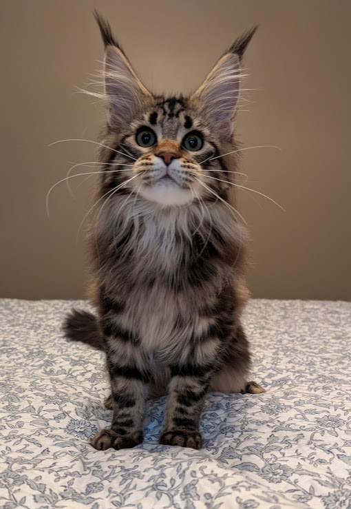 Umber Monterini - Kitten maine-coon 4 months 2 weeks