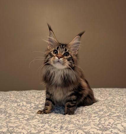 Umber Monterini - Kitten maine-coon 4 months 2 weeks