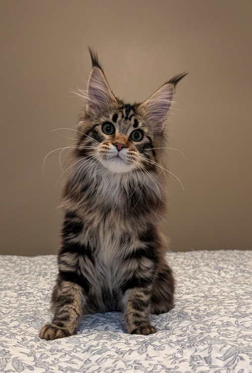 Umber Monterini - Kitten maine-coon 4 months 2 weeks