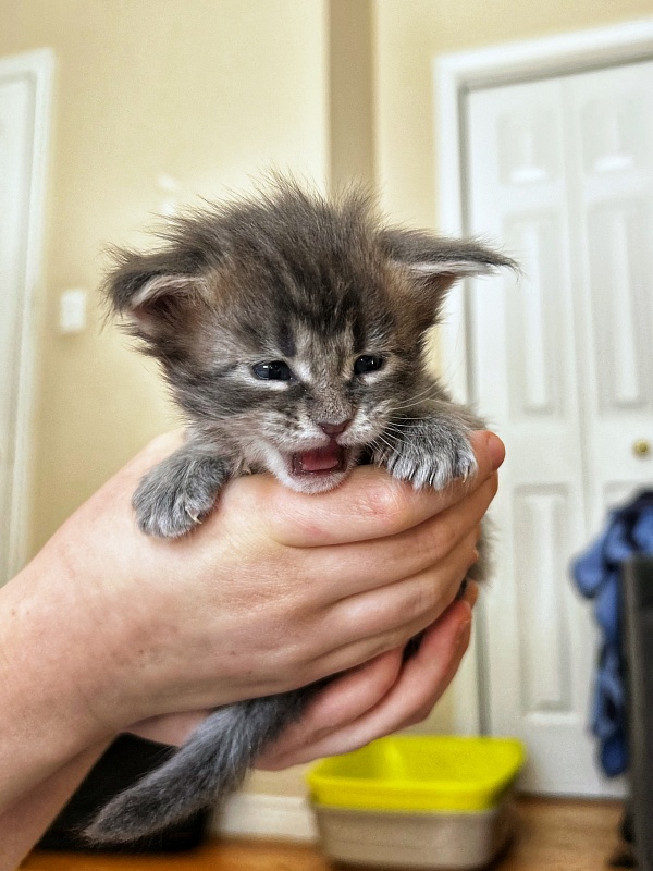 Umi  Monterini - Кошеня мейн-кун 3 тижні