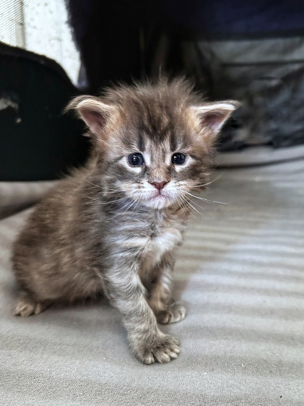 Umi  Monterini - Кошеня мейн-кун 3 тижні