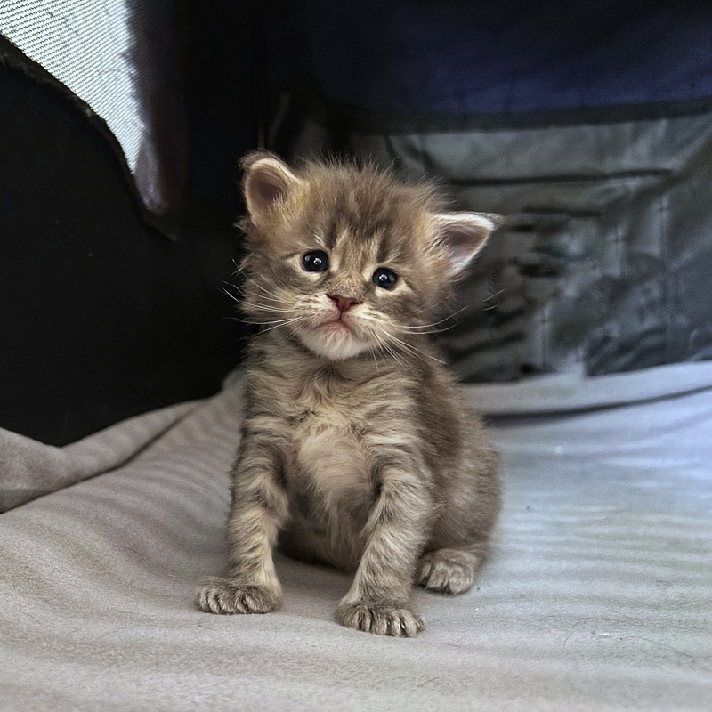 Umi  Monterini - Кошеня мейн-кун 3 тижні