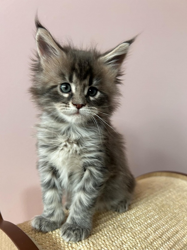 Umi  Monterini - Кошеня мейн-кун 1 місяць 1 тиждень