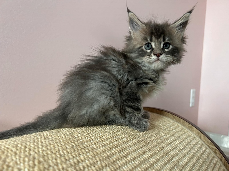 Umi  Monterini - Кошеня мейн-кун 1 місяць 1 тиждень