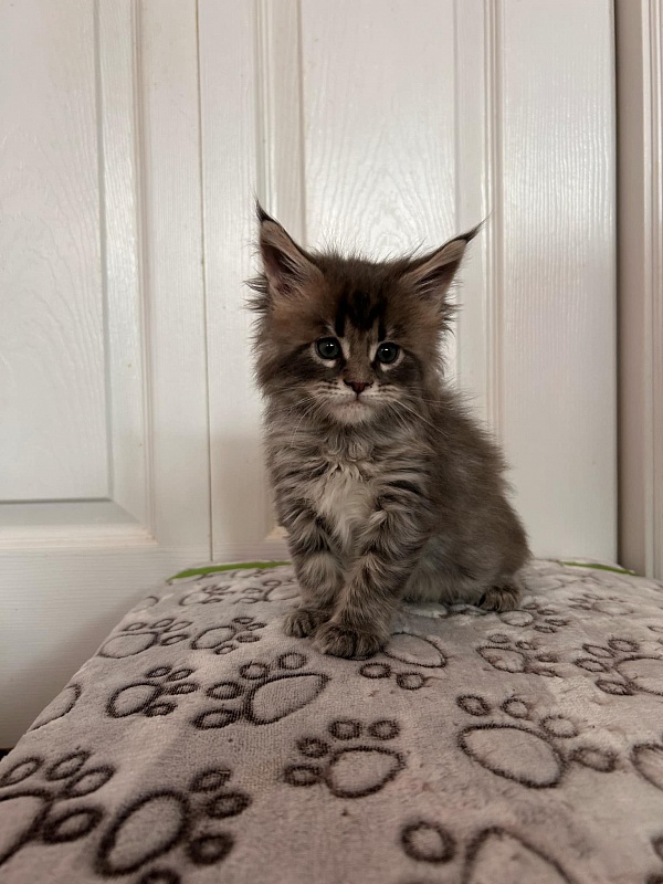 Umi  Monterini - Кошеня мейн-кун 1 місяць 1 тиждень