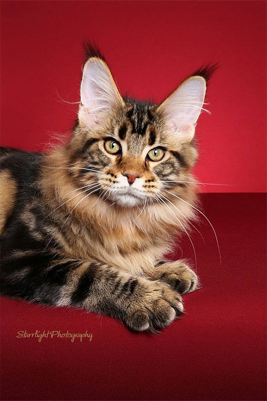 Mainesuspect Sheru of CascadeMtn - мейн-кун