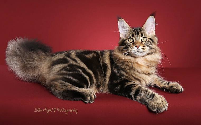 Mainesuspect Sheru of CascadeMtn - мейн-кун