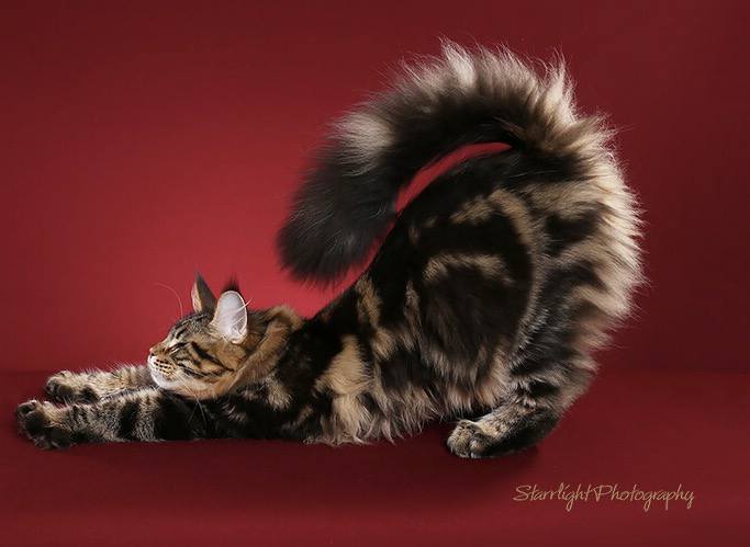 Mainesuspect Sheru of CascadeMtn - мейн-кун