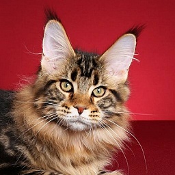 Mainesuspect Sheru of CascadeMtn