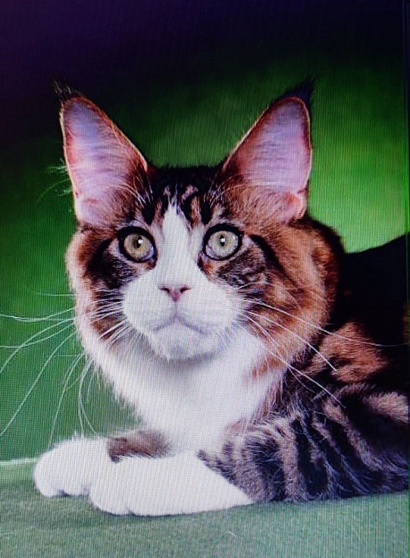 Kelim Coons Chilln Out of CascadeMtn - maine-coon