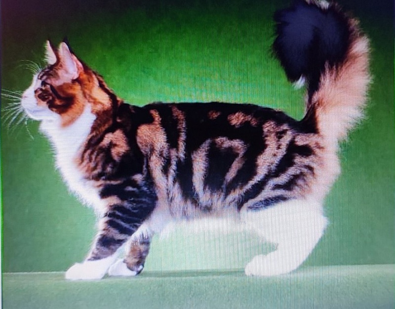 Kelim Coons Chilln Out of CascadeMtn - maine-coon