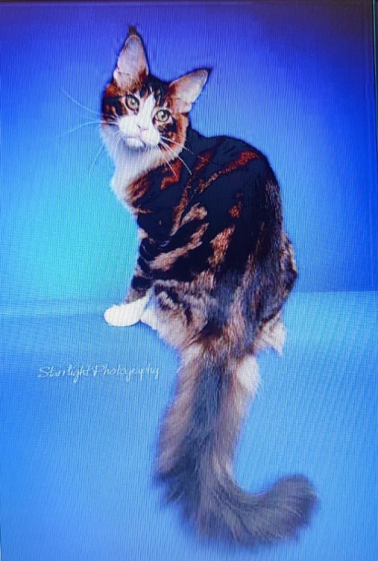 Kelim Coons Chilln Out of CascadeMtn - maine-coon