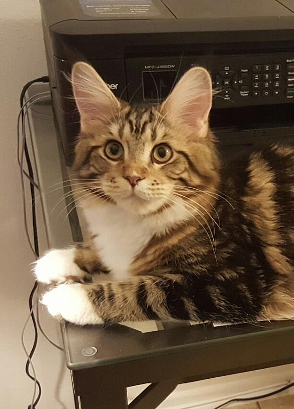 Mainesuspect Baccarat of CascadeMtn - maine-coon