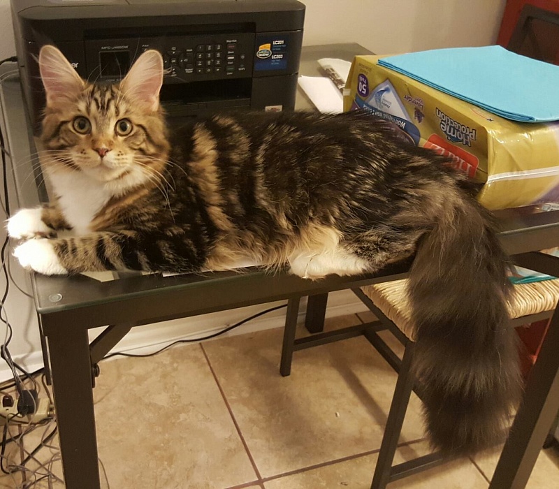 Mainesuspect Baccarat of CascadeMtn - maine-coon