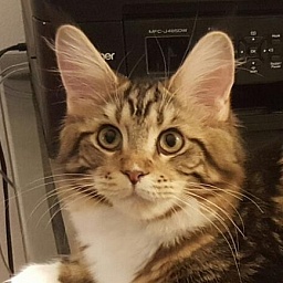 Mainesuspect Baccarat of CascadeMtn