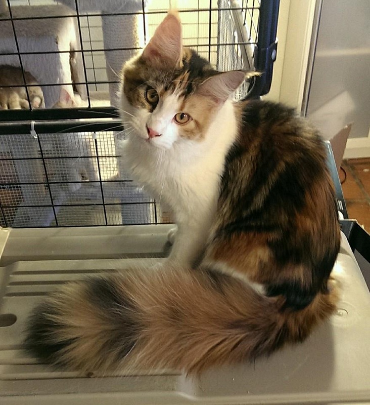 Mainesuspect Sweet Colitas - maine-coon