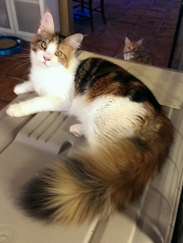 Mainesuspect Sweet Colitas - maine-coon