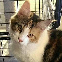 Mainesuspect Sweet Colitas