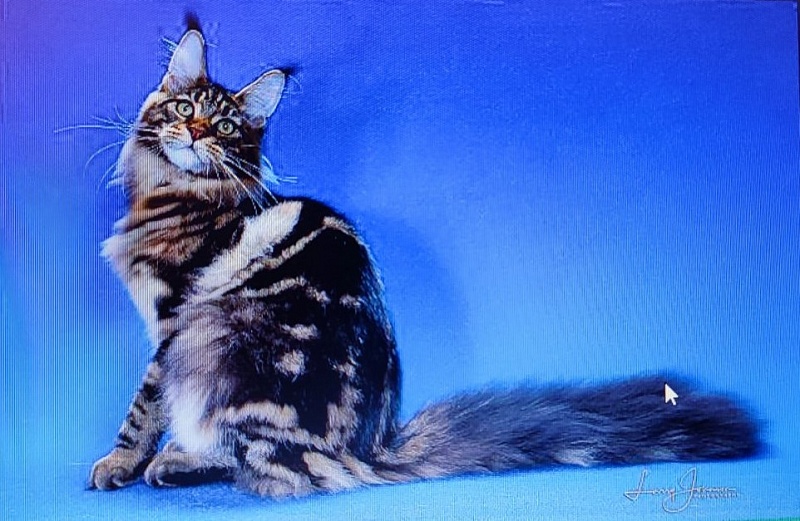 Chemicoons Kona Kai of CascadeMtn - мейн-кун 18.05.24