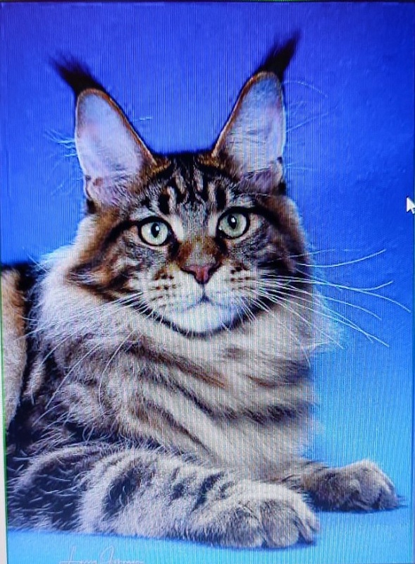 Chemicoons Kona Kai of CascadeMtn - мейн-кун 18.05.24