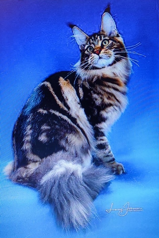 Chemicoons Kona Kai of CascadeMtn - мейн-кун 18.05.24