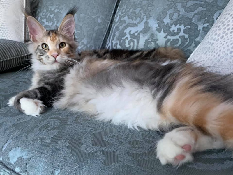 Mainesuspect Mimosa of CascadeMtn - maine-coon