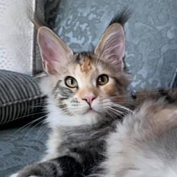 Mainesuspect Mimosa of CascadeMtn