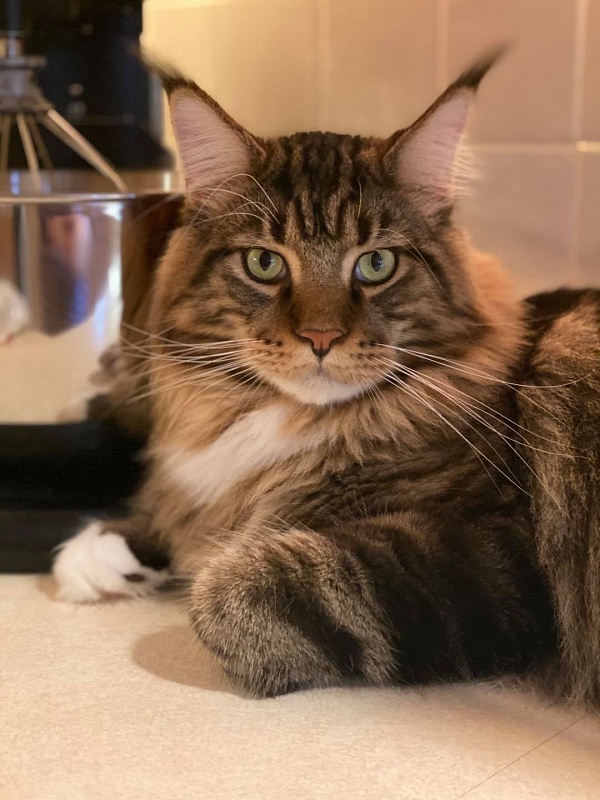 Chemicoons Leonard H Phd of LAPD - мейн-кун