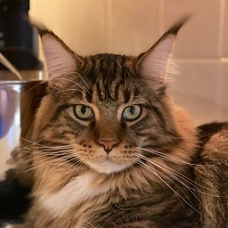 Chemicoons Leonard H Phd of LAPD