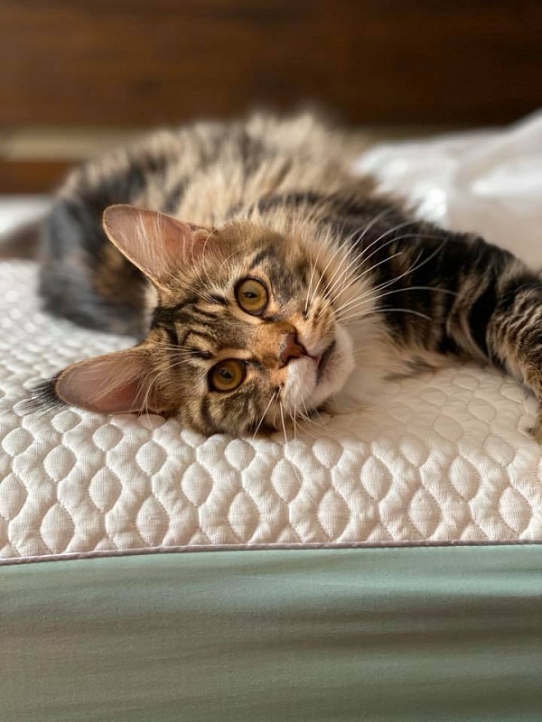 CascadeMtn Alchemy of Chemicoons - maine-coon