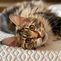 CascadeMtn Alchemy of Chemicoons