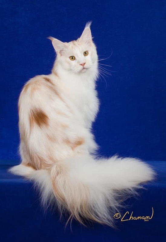 Paleeni's Simply Irresistable - maine-coon