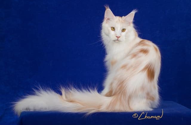 Paleeni's Simply Irresistable - maine-coon