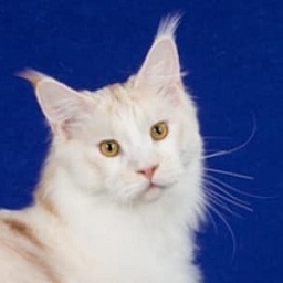 Paleeni's Simply Irresistable