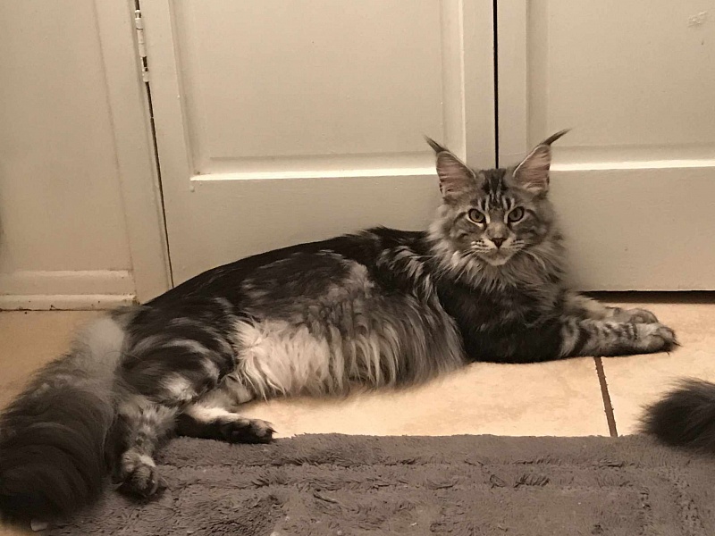 Cloistercoon Tempest - maine-coon