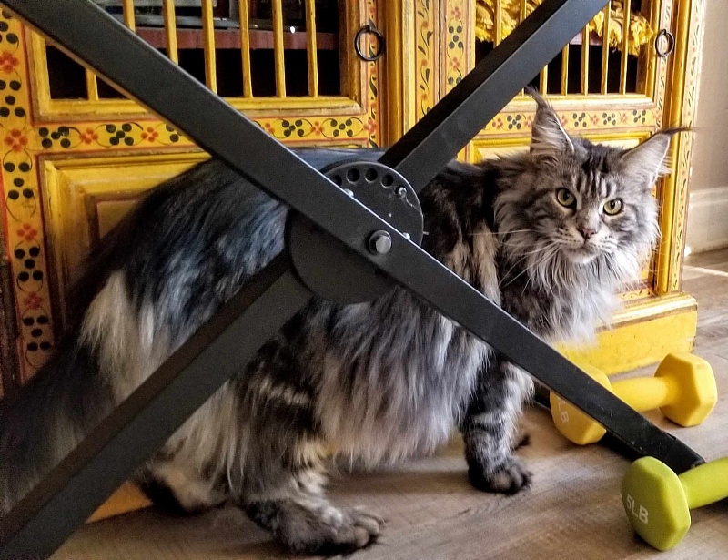 Cloistercoon Tempest - maine-coon