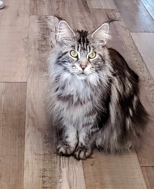 Cloistercoon Tempest - maine-coon