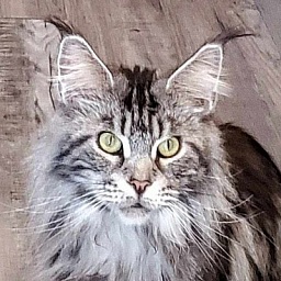 Cloistercoon Tempest