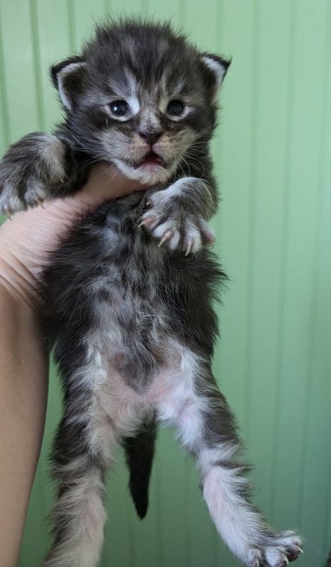 Vigo Monterini - Кошеня мейн-кун 1 тиждень