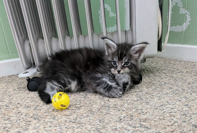 Vigo Monterini - Кошеня мейн-кун 1 місяць