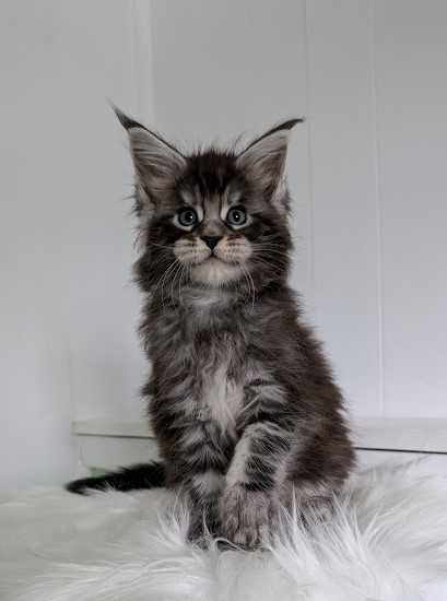 Vigo Monterini - Кошеня мейн-кун 1 місяць 2 тижні