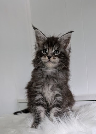 Vigo Monterini - Кошеня мейн-кун 1 місяць 2 тижні