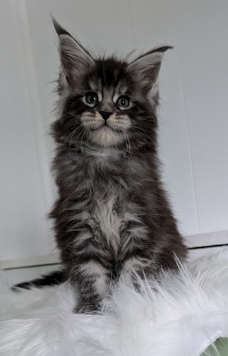 Vigo Monterini - Кошеня мейн-кун 1 місяць 2 тижні