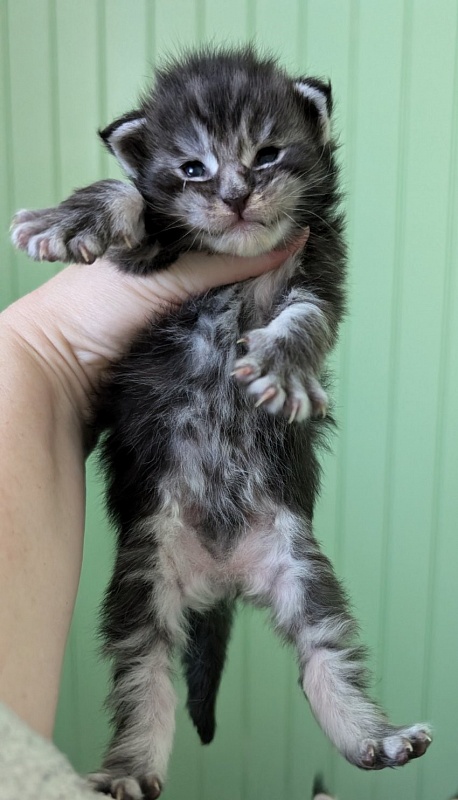 Vigo Monterini - Кошеня мейн-кун 1 тиждень