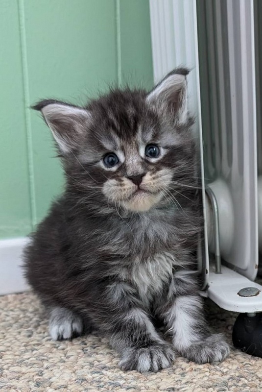 Vigo Monterini - Кошеня мейн-кун 3 тижні