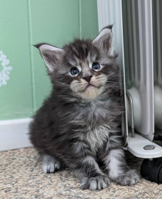 Vigo Monterini - Кошеня мейн-кун 3 тижні