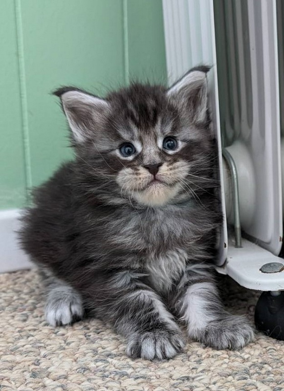 Vigo Monterini - Кошеня мейн-кун 3 тижні